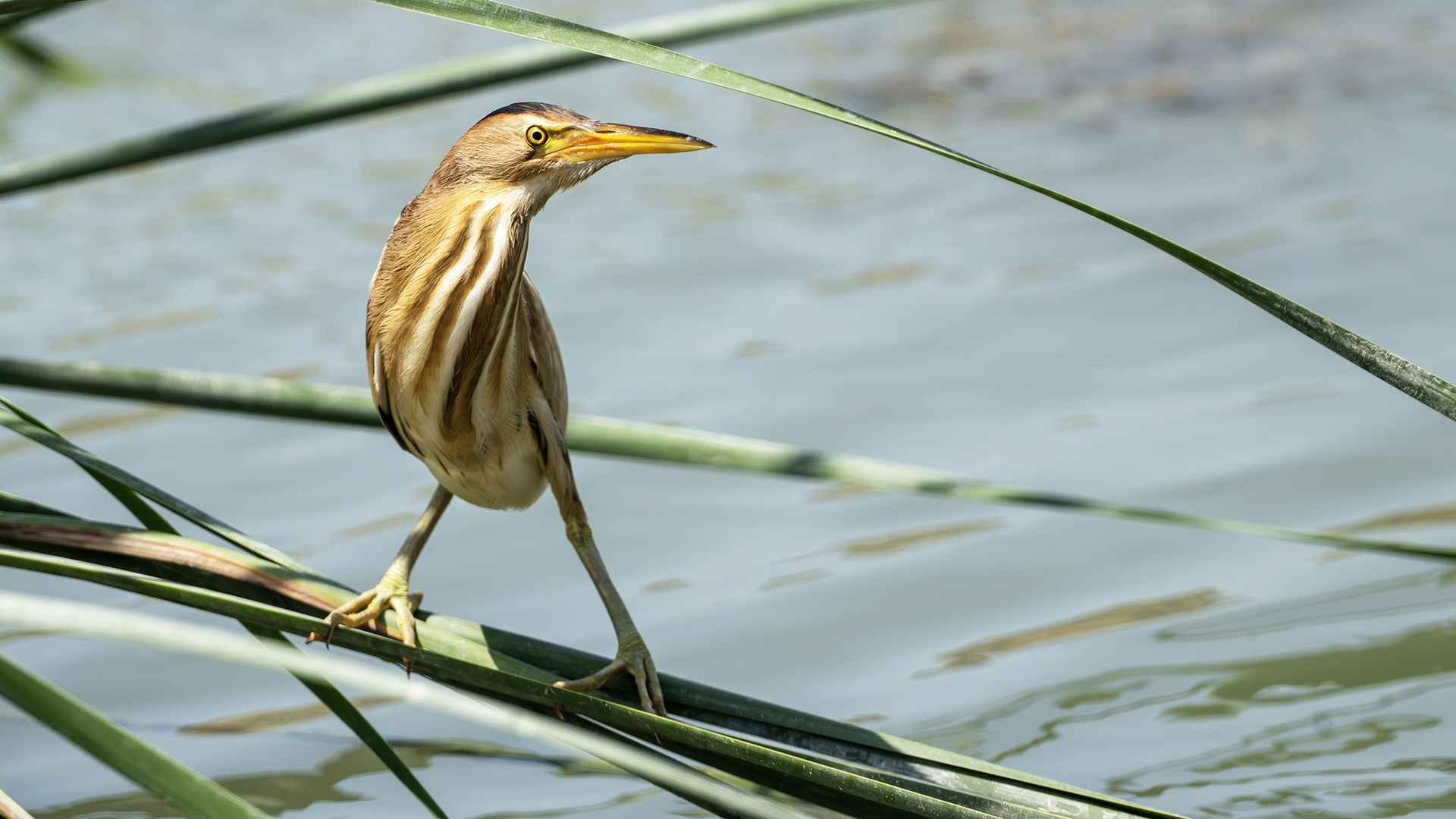 Little Bittern